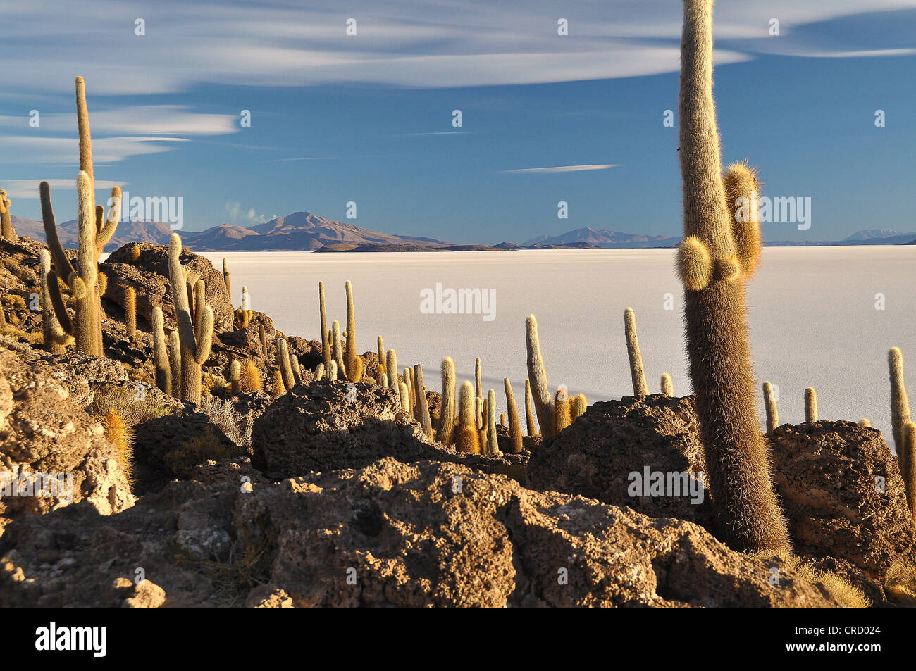 Cactus su un'isola, Salar de Uyuni distesa di sale di Uyuni, Potosi, Bolivia, SUD AMERICA Foto Stock