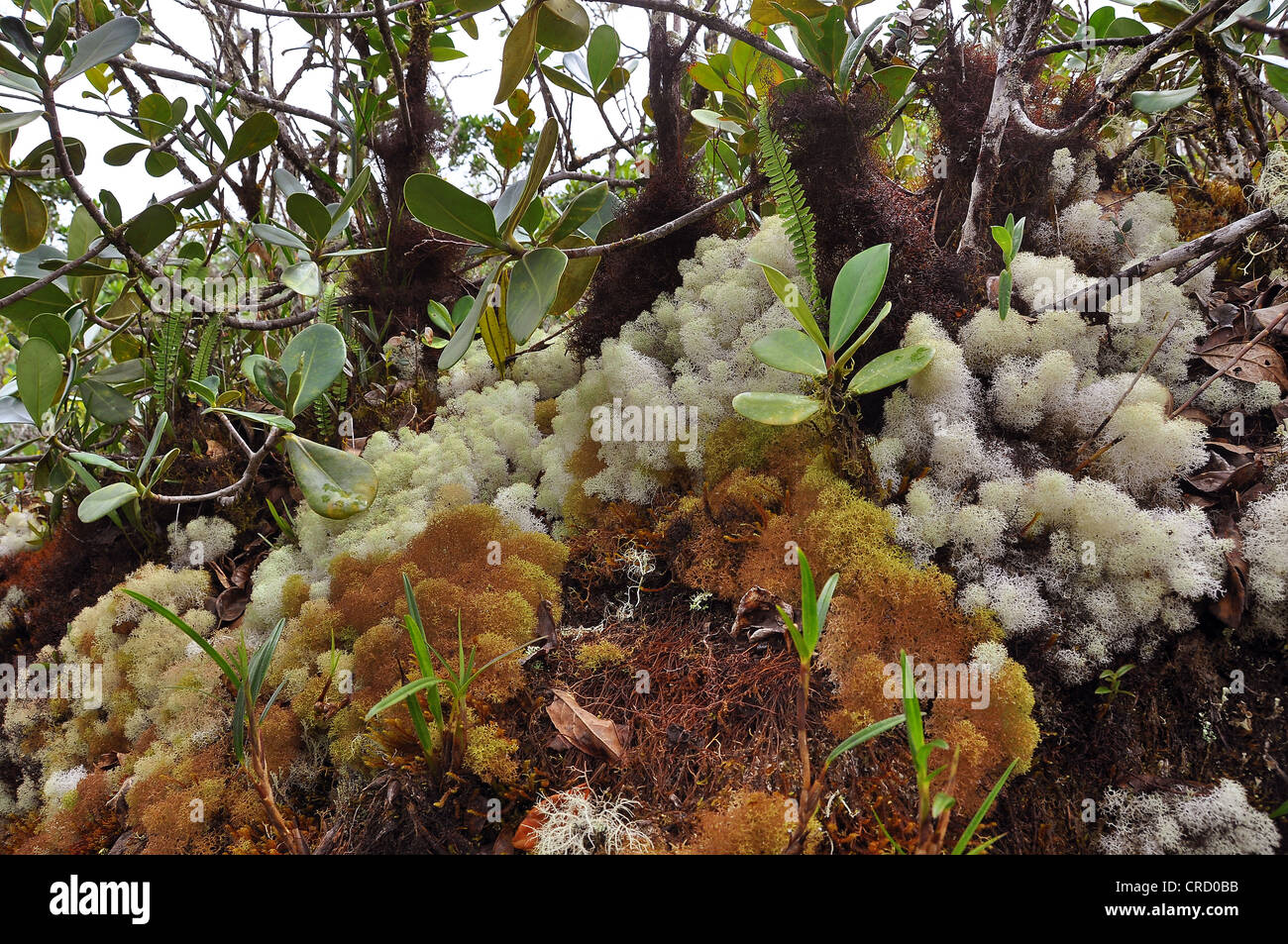 Muschi e felci, licheni, bromeliacee, ricco di vegetazione al suolo del cloud foreste a roraima table mountain Foto Stock