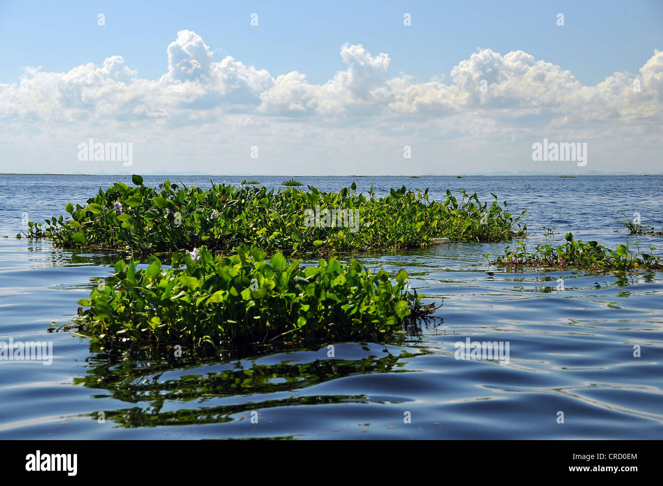 Giacinti (eichhornia) galleggiante sul pantanal, in tutto il mondo più grande palude, il massimo livello di acqua, corumba Foto Stock