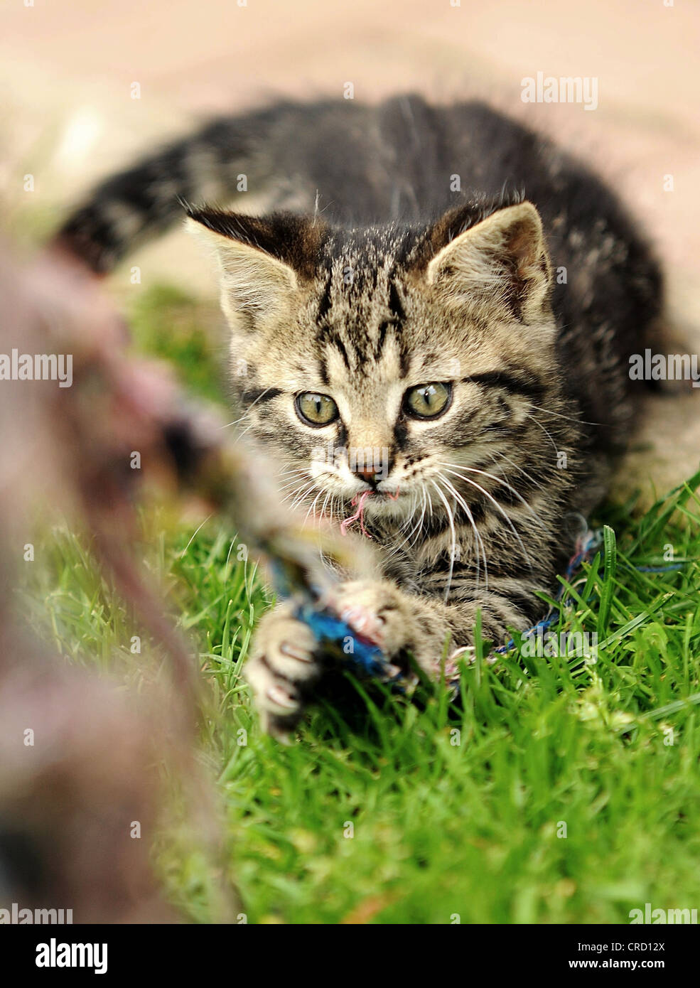 Grigio poco gattino è giocare in giardino. Foto Stock