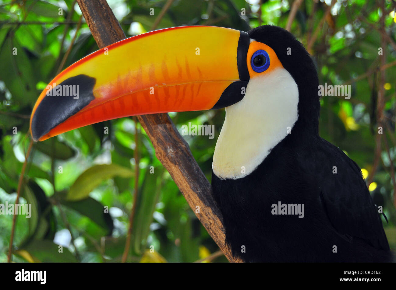 Trasduttore Toco toucan (ramphastos toco) Foz de iguazu, Puerto Iguazú, in Argentina - Brasile border, SUD AMERICA Foto Stock