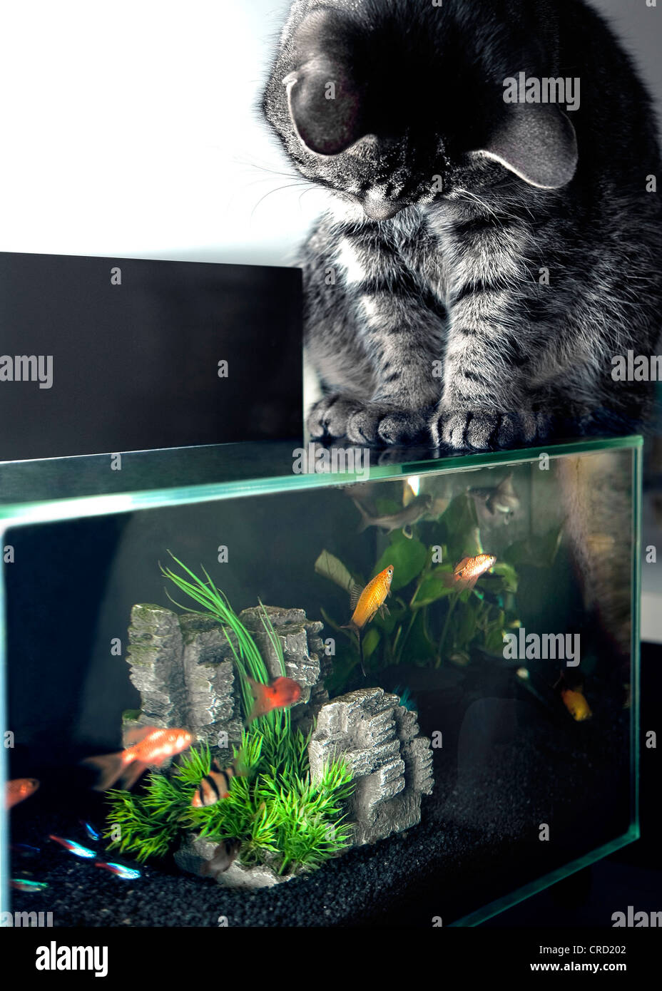 Gatto seduto sulla acquario Foto Stock