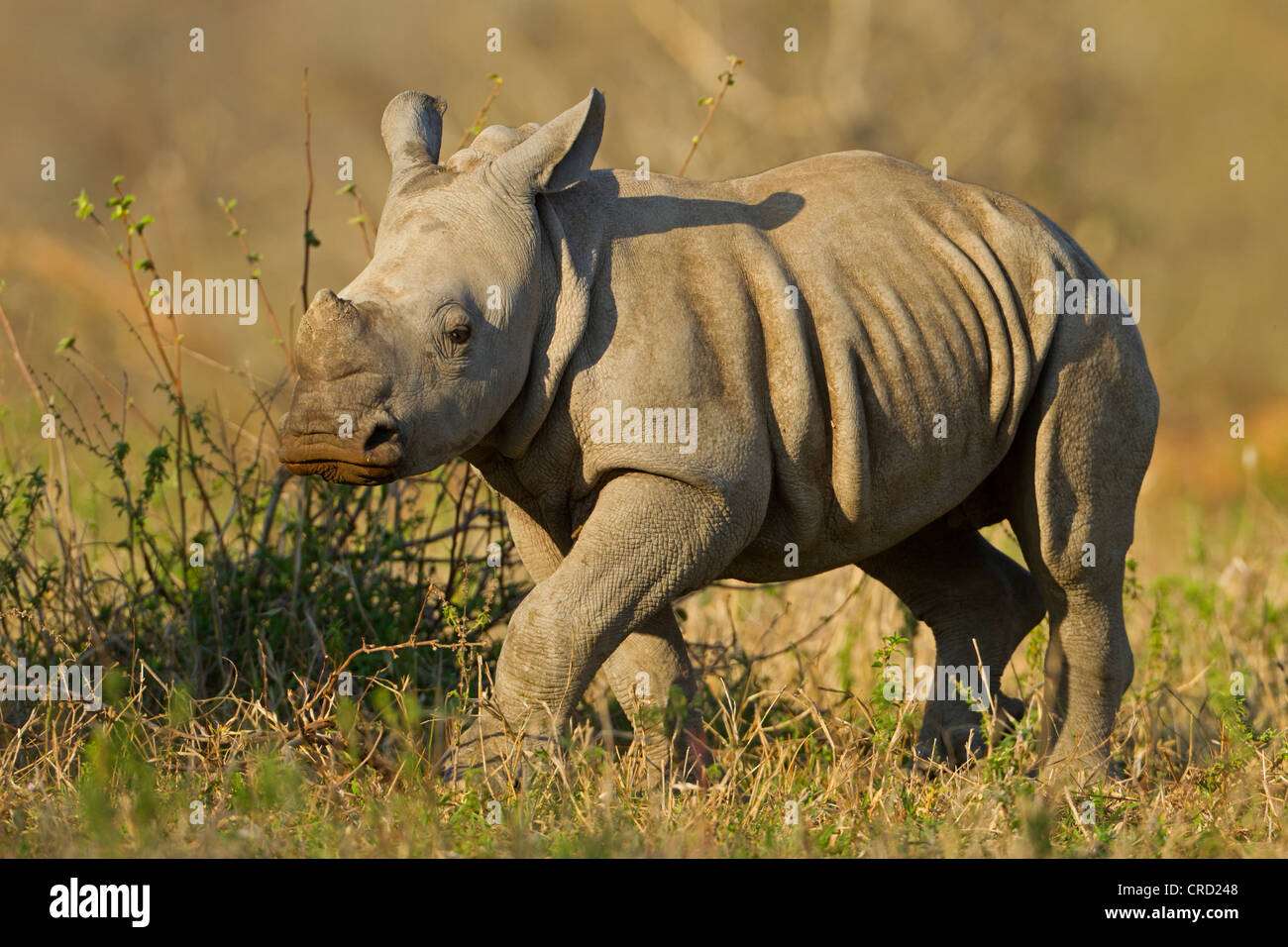 Rinoceronte bianco (Ceratotherium simum), Umfolozi Hluhluwe Game Reserve, Sud Africa Foto Stock