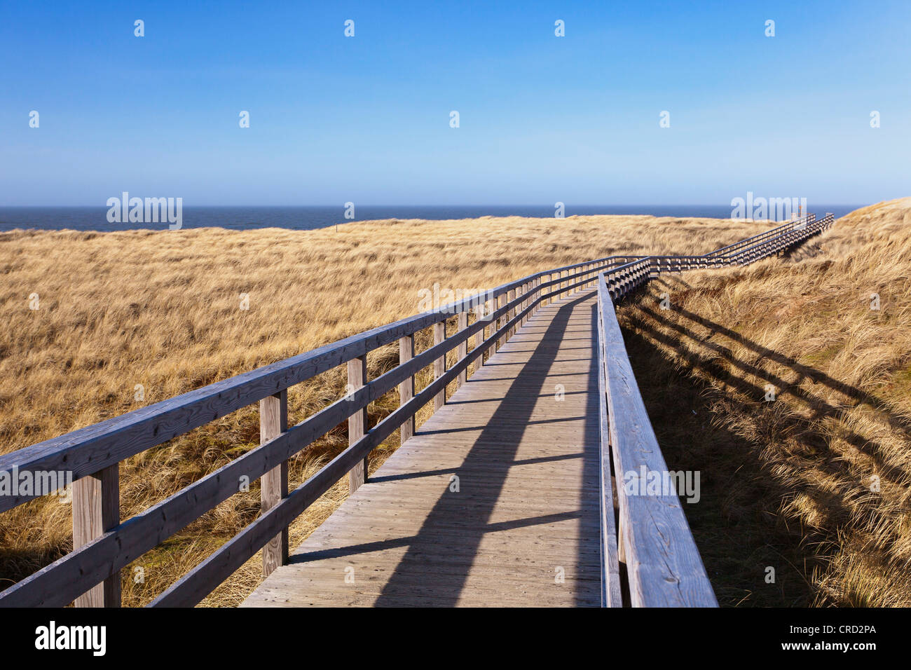 Modo di legno di dune, Sylt, Schleswig-Holstein, Germania, Europa Foto Stock