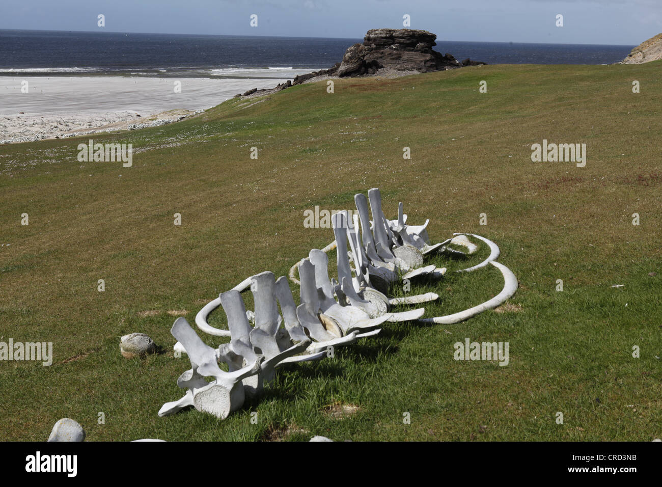 Lo scheletro di animali giacenti presso la costa, Isole Falkland Foto Stock