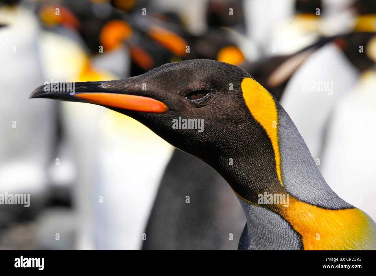 Re pinguino, ritratto, Isola Georgia del Sud Foto Stock