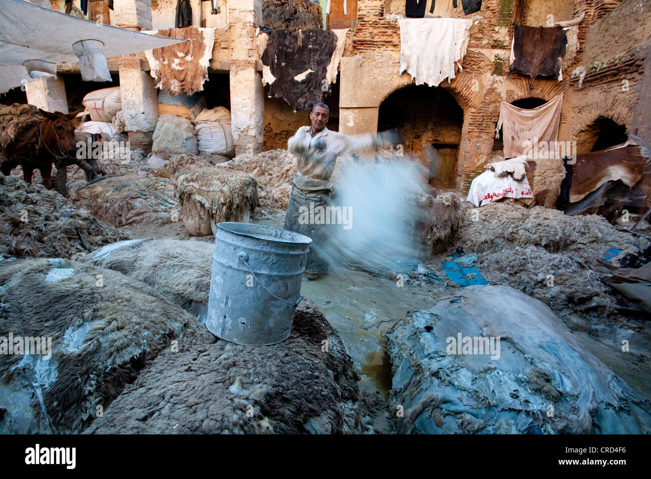 Un lavoratore marocchino getta una fresca scuoiate di montone su una pila di Fez, Marocco Foto Stock