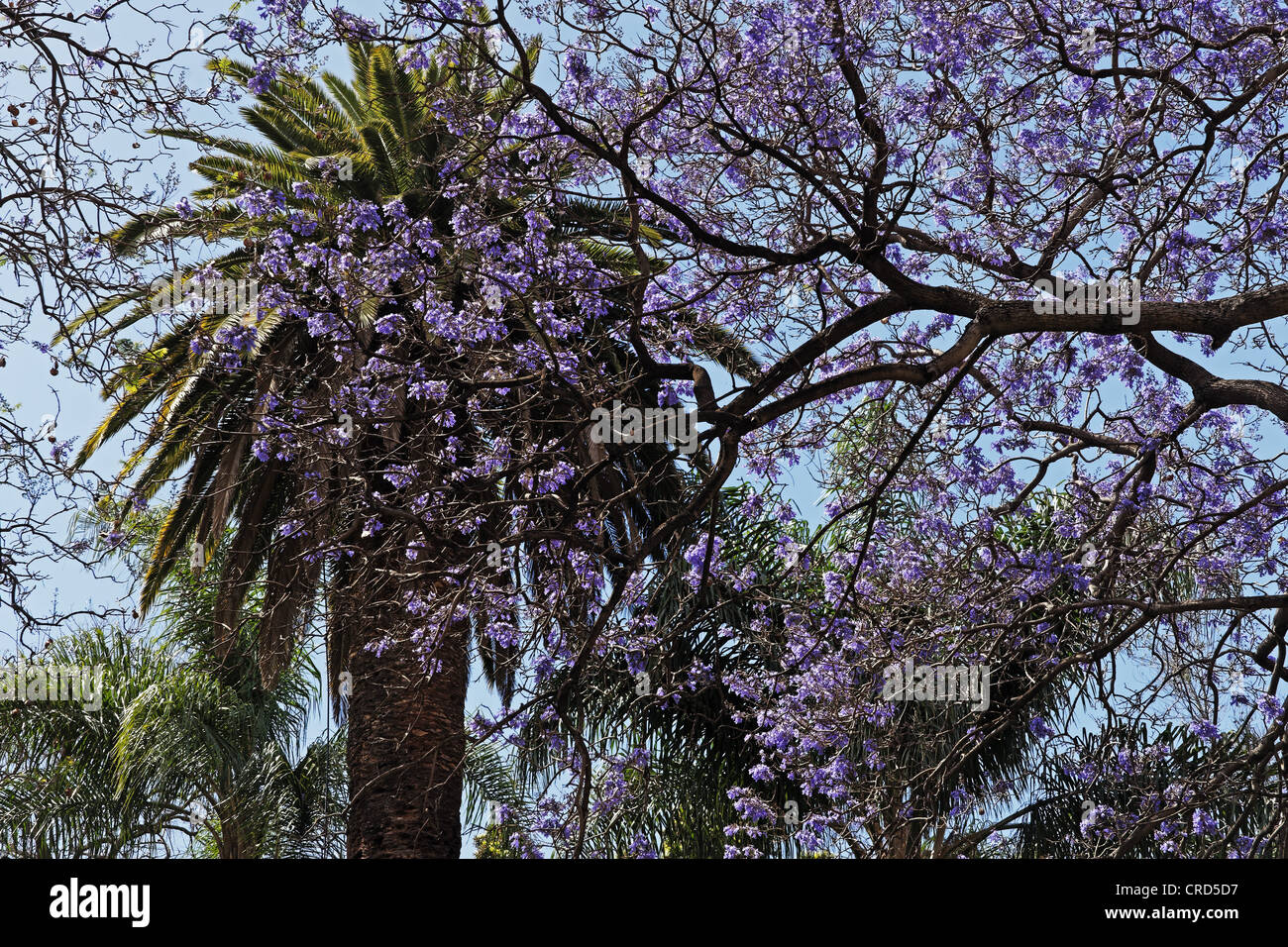 Fioritura Jacaranda, Jacaranda mimosifolia, Jardim Municipal, Madeira, Portogallo, Europa Foto Stock
