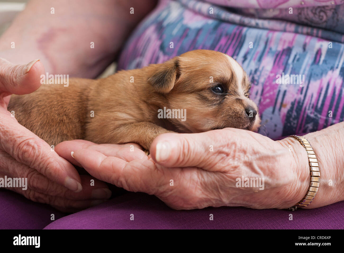 Vecchie mani, nuovo cane. Un senior donna detiene un giovane cucciolo di cane nelle sue mani stropicciata. Foto Stock