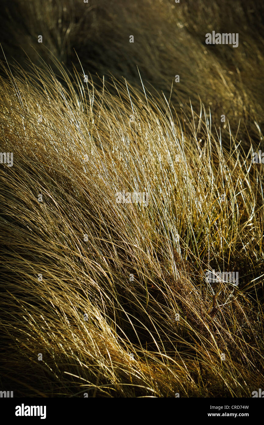 Marram erba, Sylt, Schleswig-Holstein, Germania, Europa Foto Stock