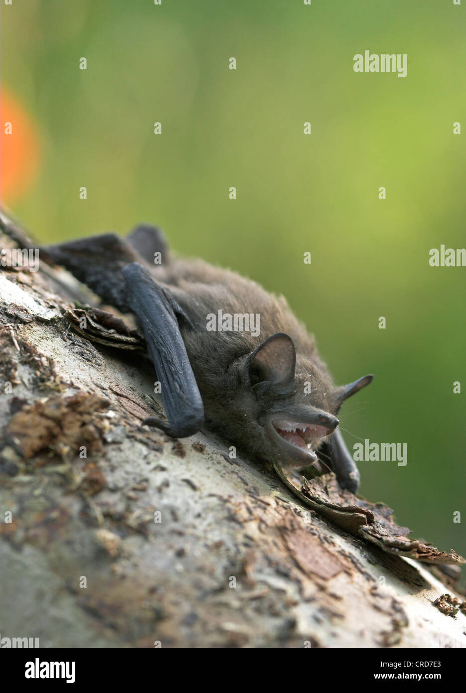 Comune (pipistrelle Pipistrellus pipistrellus), a tronco di albero Foto Stock