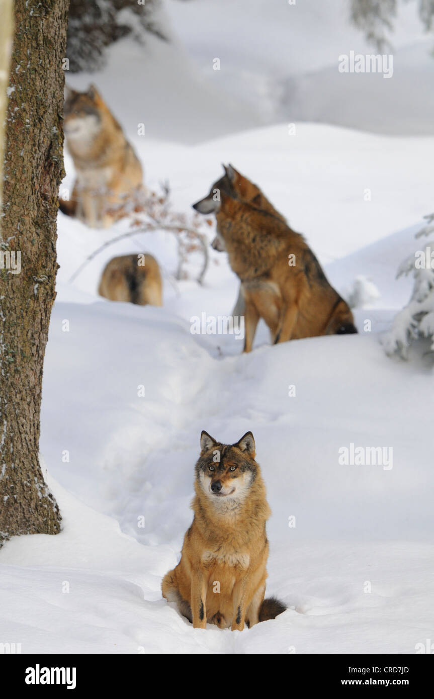 Wolf pack in snow Foto Stock