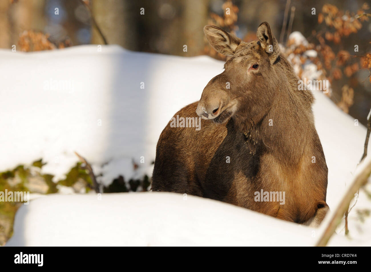 Alci (Alces alces) nella neve Foto Stock