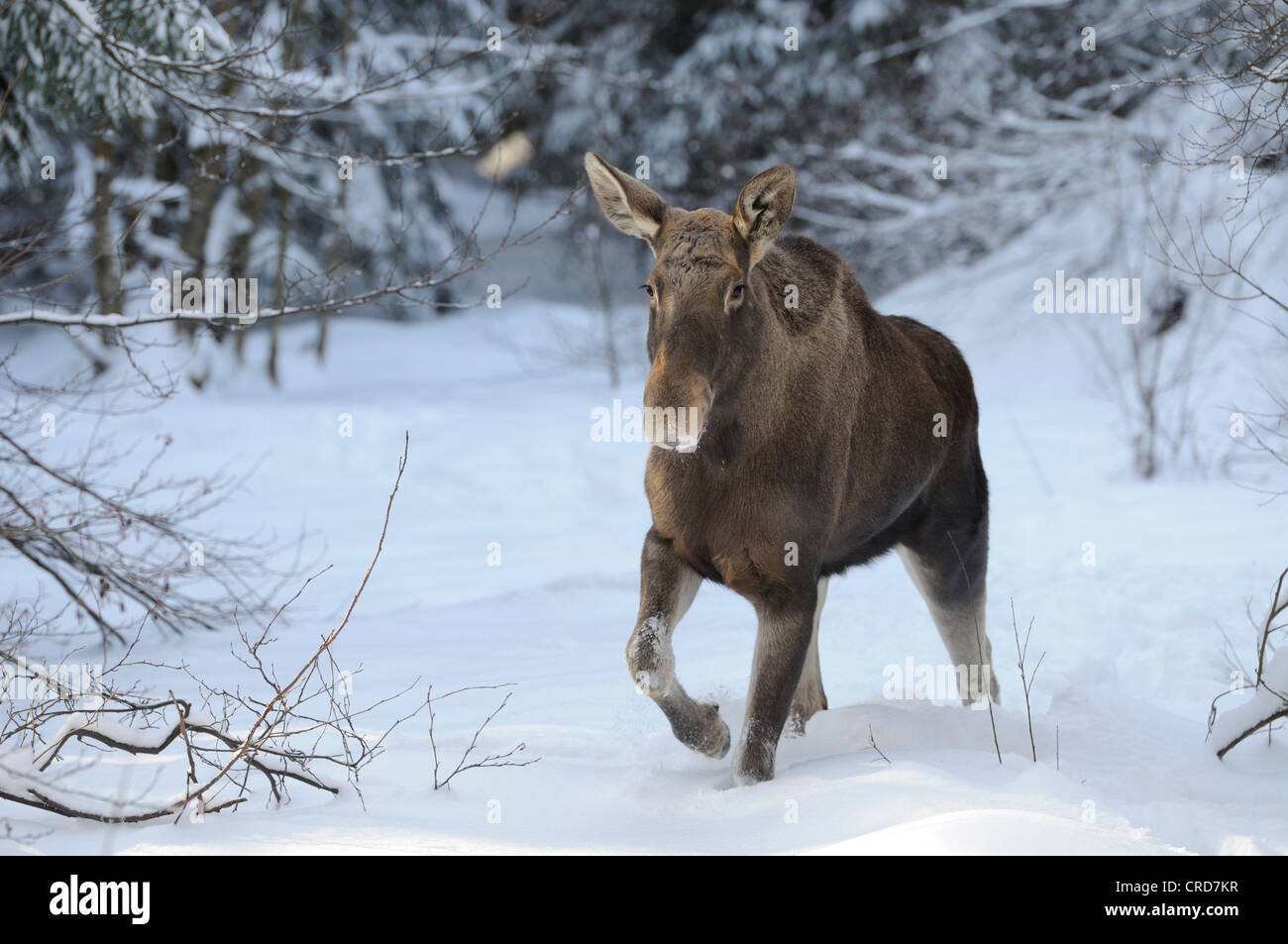 Alci (Alces alces) nella neve Foto Stock
