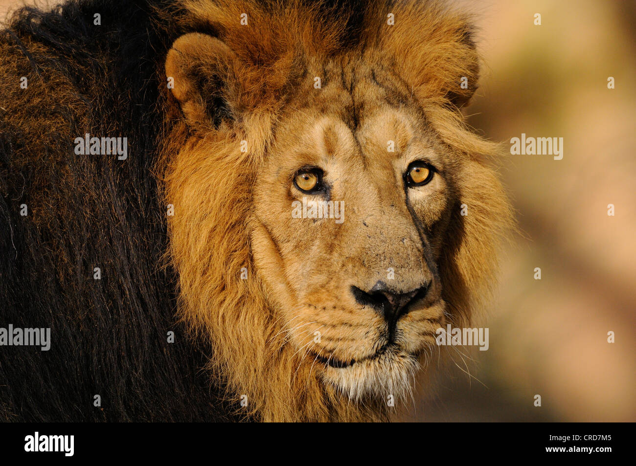 Leone maschio, ritratto Foto Stock