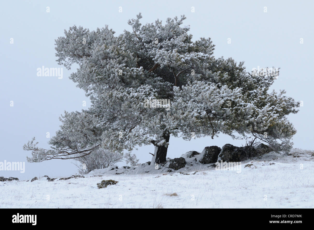 Di Pino silvestre (Pinus sylvestris) nel paesaggio invernale Foto Stock