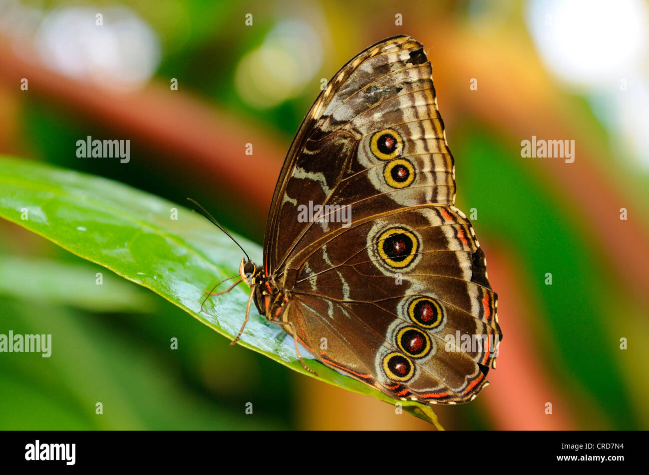 Blu Peleides morfo (Morpho peleides) Foto Stock