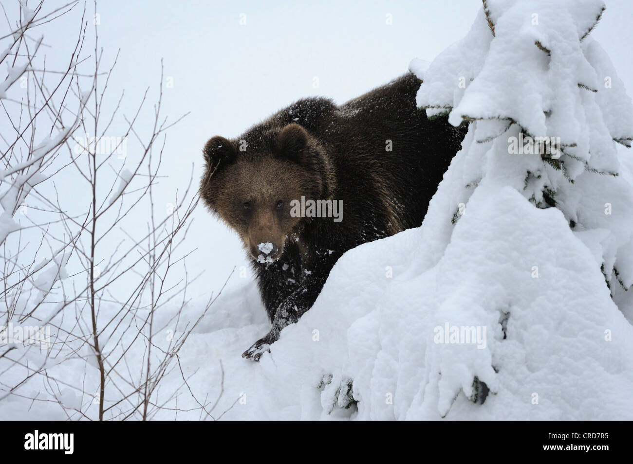 Unione l'orso bruno (Ursus arctos arctos) nella neve Foto Stock