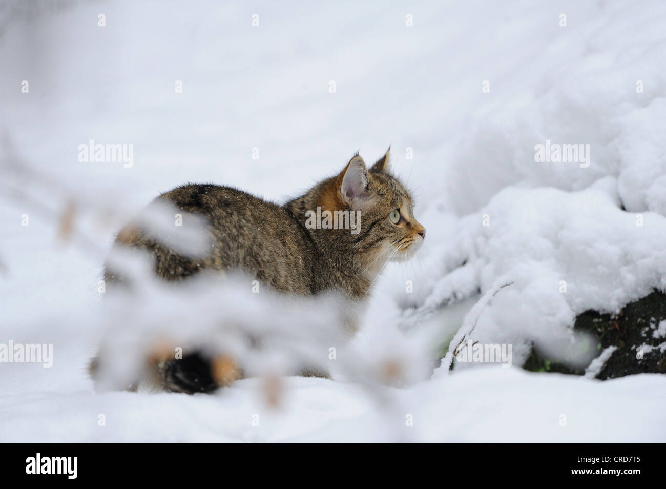 Gatto selvatico europeo (Felis silvestris silvestris) nella neve Foto Stock