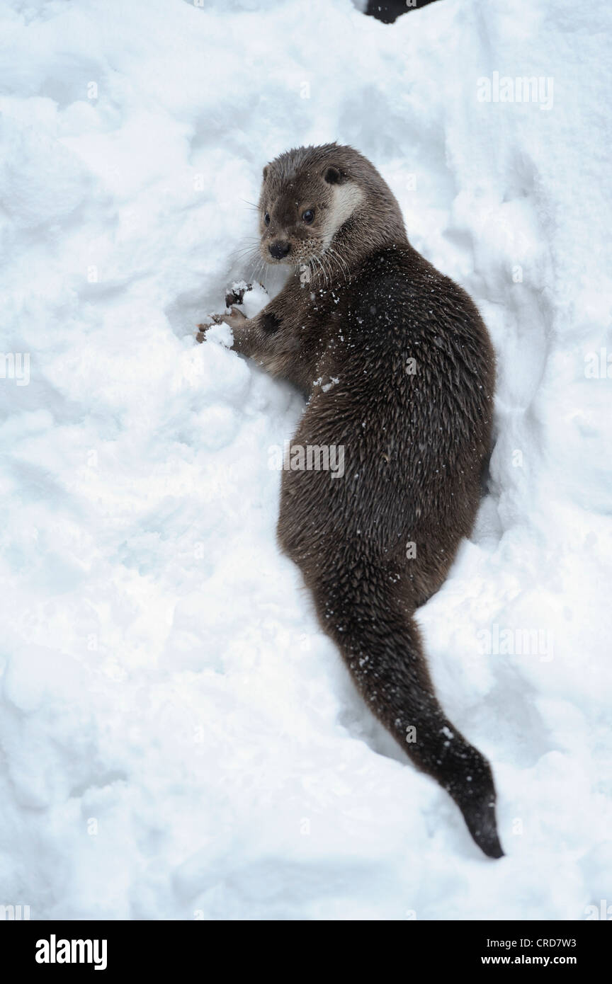 Lontra (Lutra lutra) nella neve Foto Stock