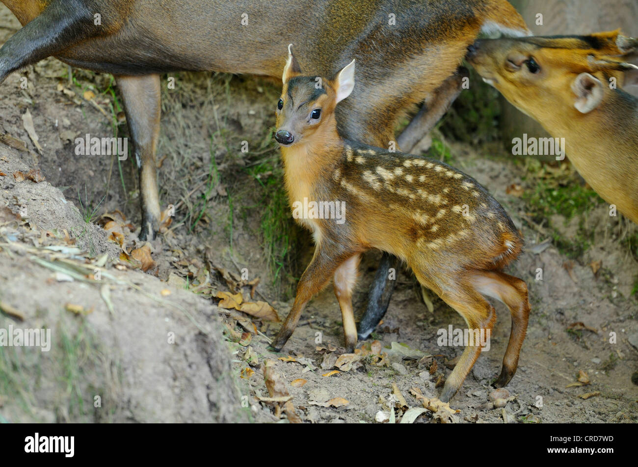 Giovani Reeves Muntjac (Muntiacus reevesi) Foto Stock