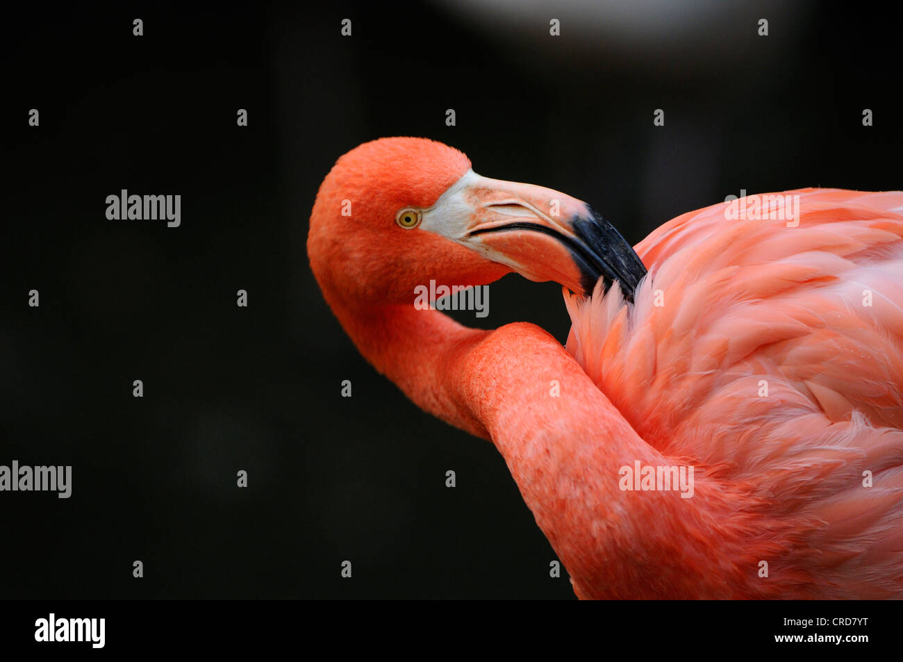American Flamingo (Phoenicopterus ruber), close-up Foto Stock