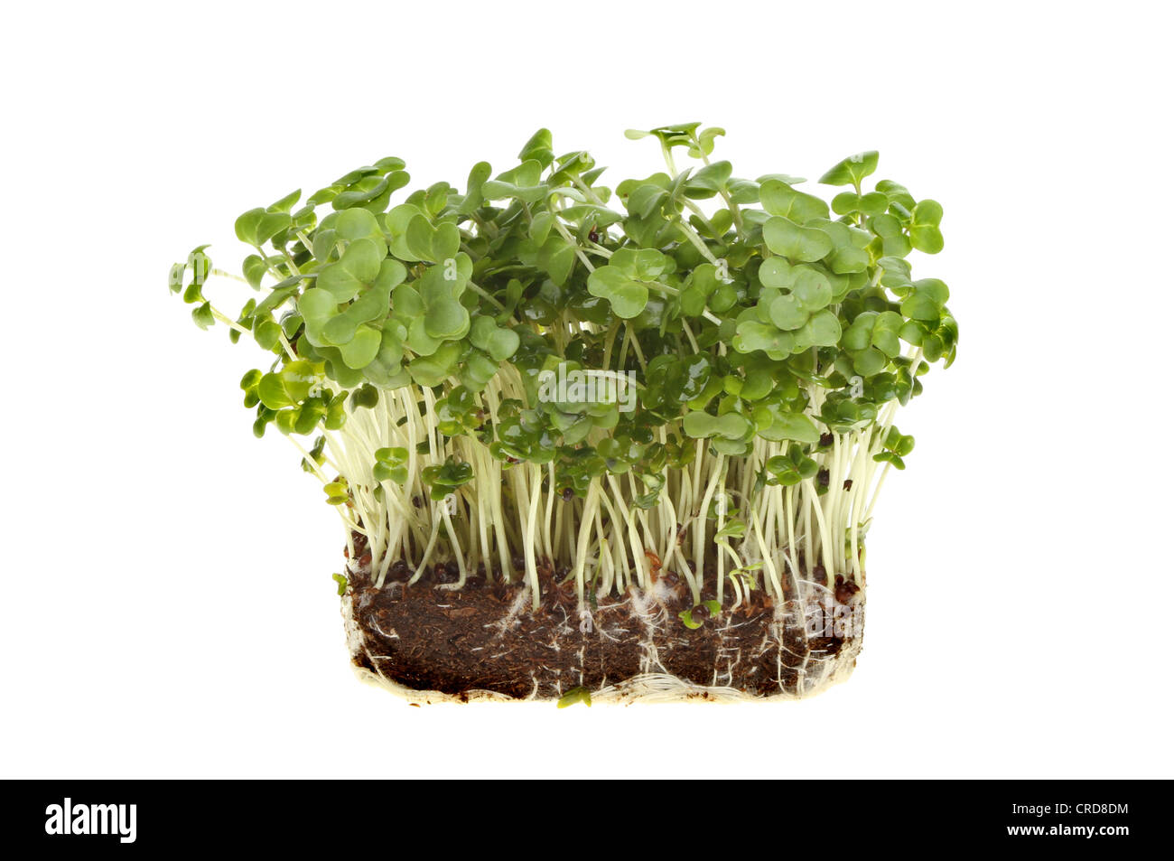 Fresca insalata radicate cress isolata contro bianco Foto Stock
