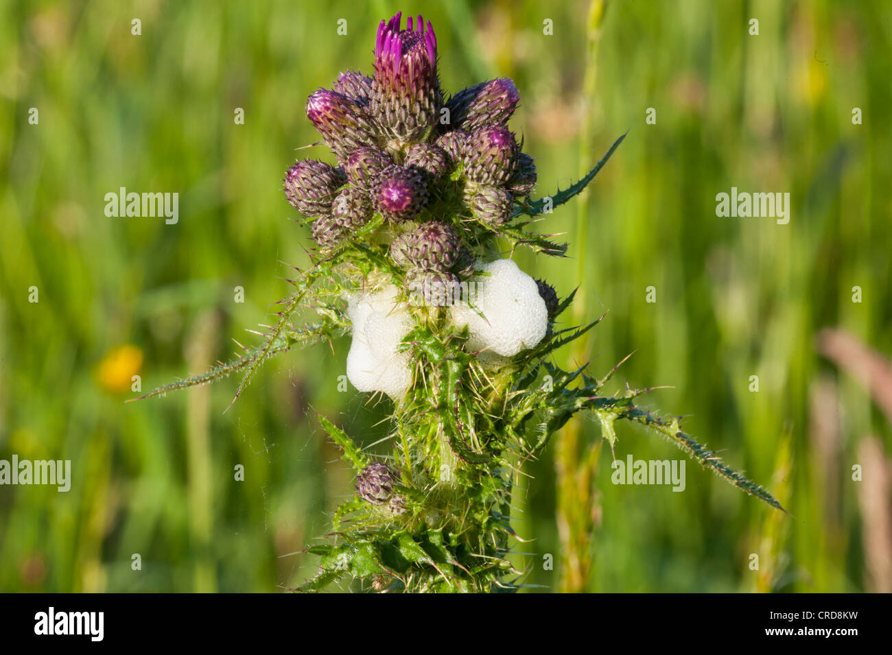 La molla thistle con il cuculo spit Foto Stock