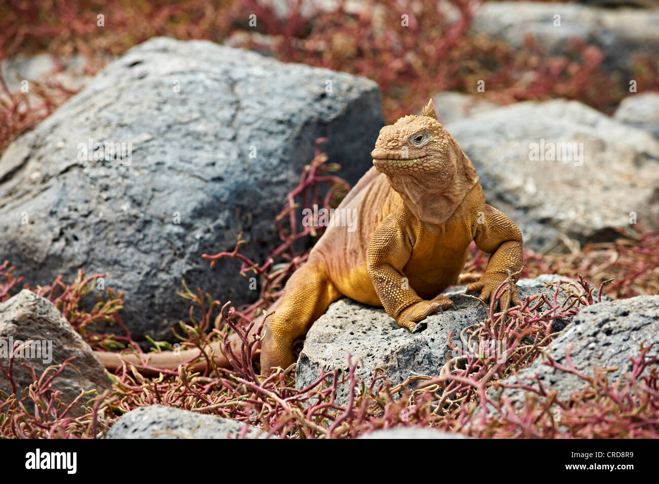 Terra Galapagos Iguana (Conolophus subcristatus), South Plaza Island, Isole Galapagos Foto Stock