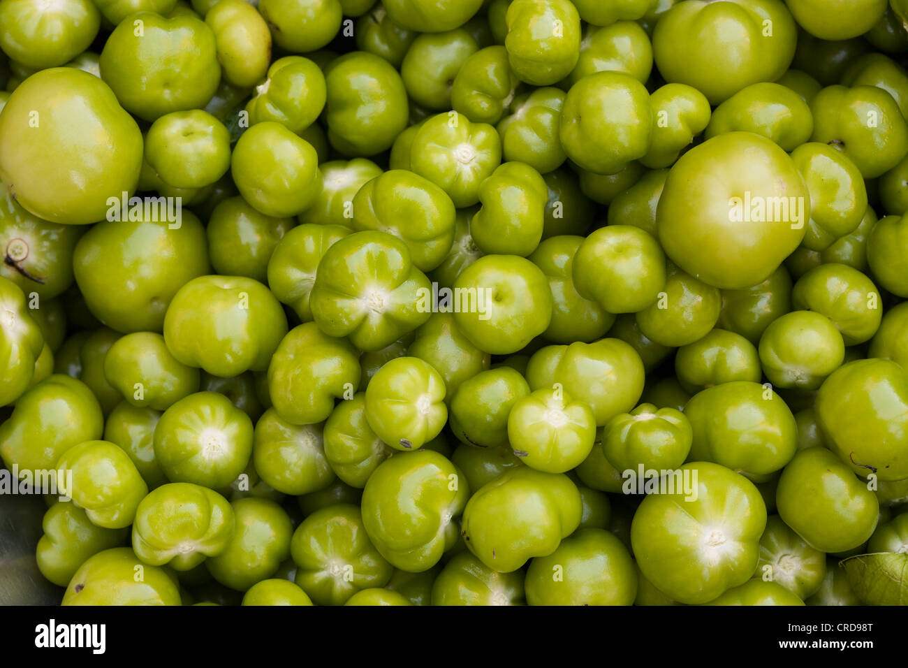 Tomatillos verde tutte le dimensioni. Un gran numero di Bright Green tomatillos ripresa dall'alto. Foto Stock