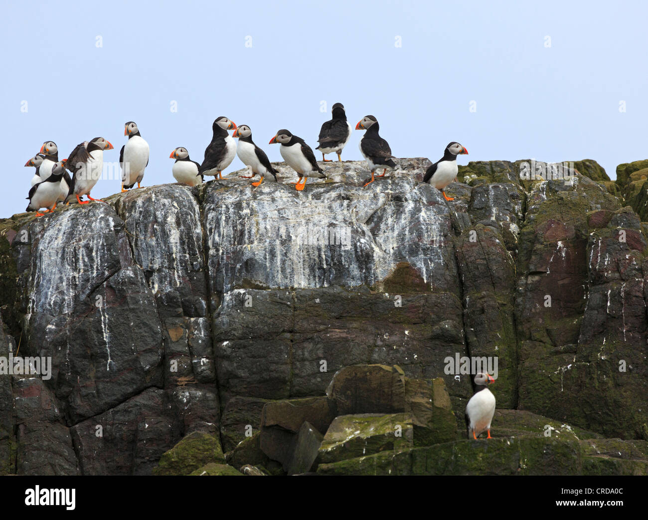 Atlantic i puffini, Fratercula arctica, colonia di allevamento sulle isole farne, Northumberland Foto Stock