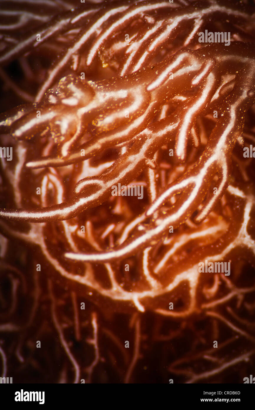 Corallo - coralli - Anthozoa - Cnidaria - la fauna Foto Stock