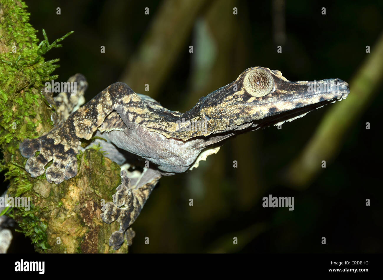 Estremamente raro in foglia gecko codato specie (Uroplatus giganteus) nelle foreste pluviali delle Montagne d'Ambre, Madagascar, Africa Foto Stock
