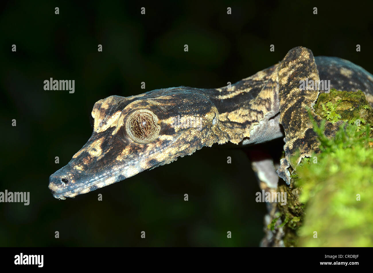 Estremamente raro in foglia gecko codato specie (Uroplatus giganteus) nelle foreste pluviali delle Montagne d'Ambre, Madagascar, Africa Foto Stock