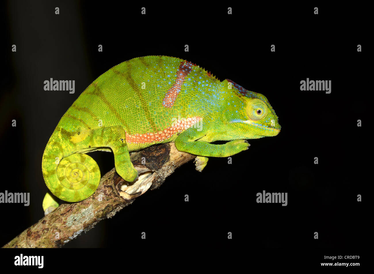 Chameleon (Furcifer timoni) nella foresta pluviale nel nord del Madagascar, Africa, Oceano Indiano Foto Stock