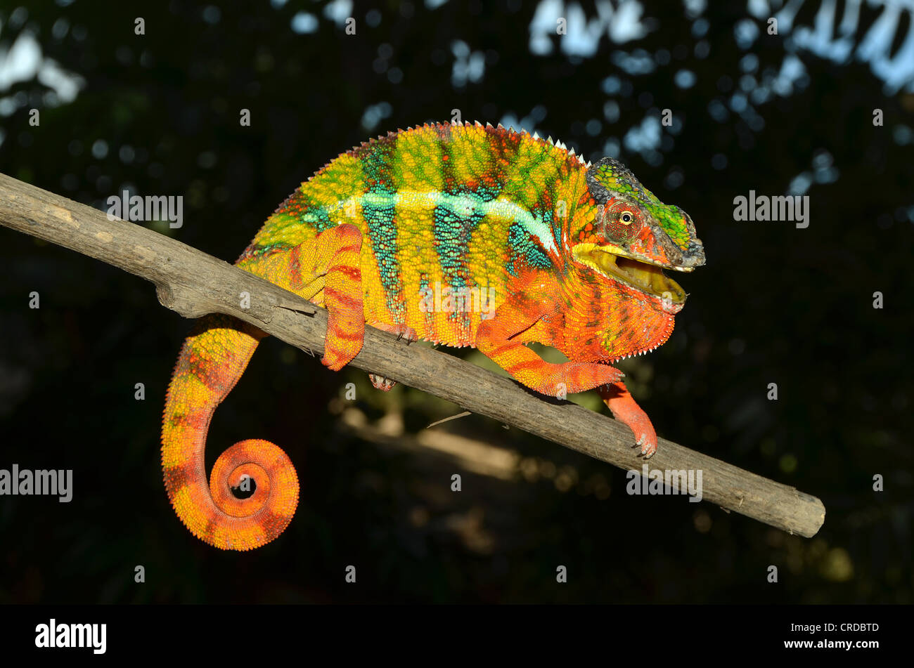 Panther chameleon (Furcifer pardalis), maschio nel nord-ovest del Madagascar, Africa, Oceano Indiano Foto Stock