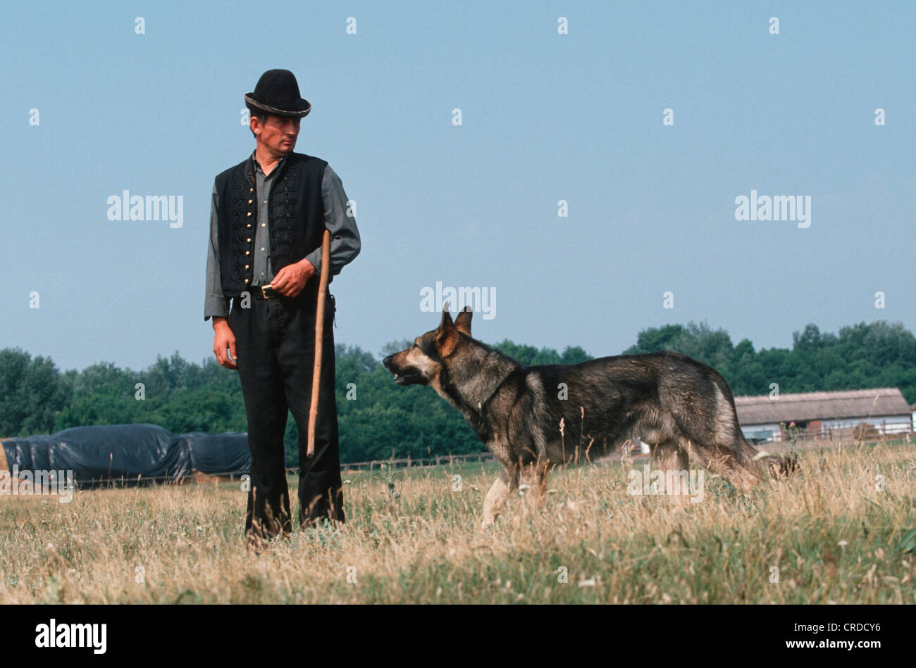 Cane domestico (Canis lupus f. familiaris), pastore con cane, Ungheria Foto Stock