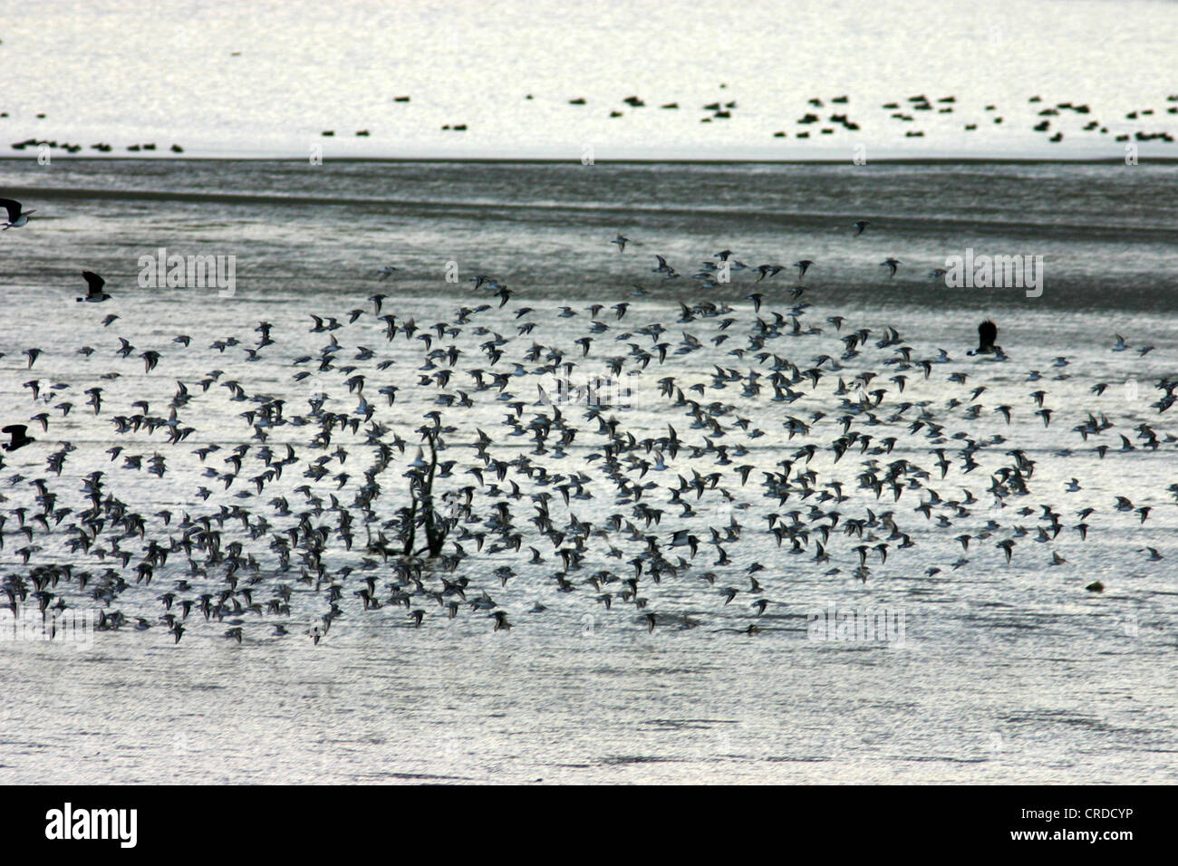 Gregge Lapwings in volo su terreni paludosi Foto Stock