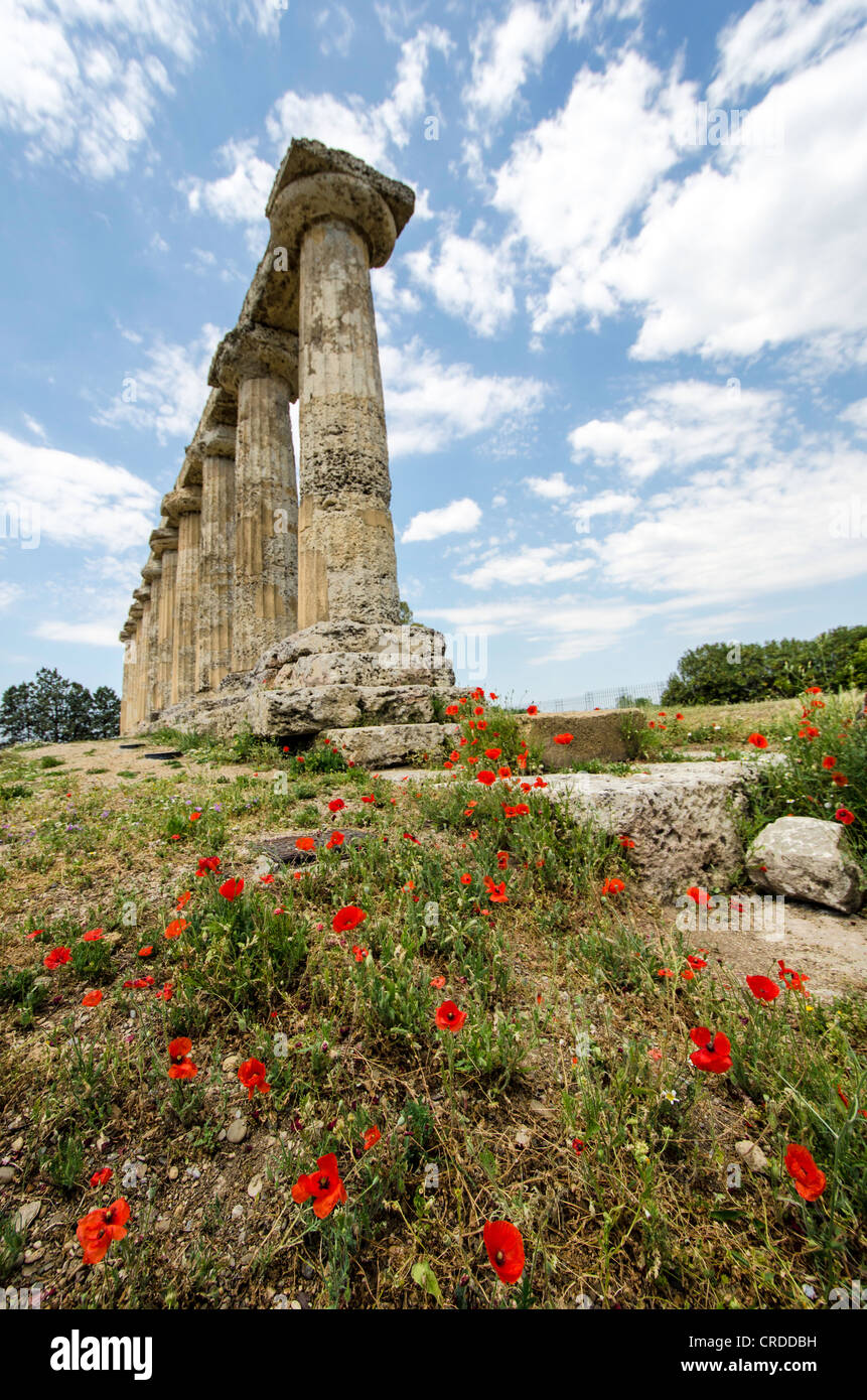 Metaponto Le rovine del tempio greco regione Basilicata Sud Italia Foto Stock