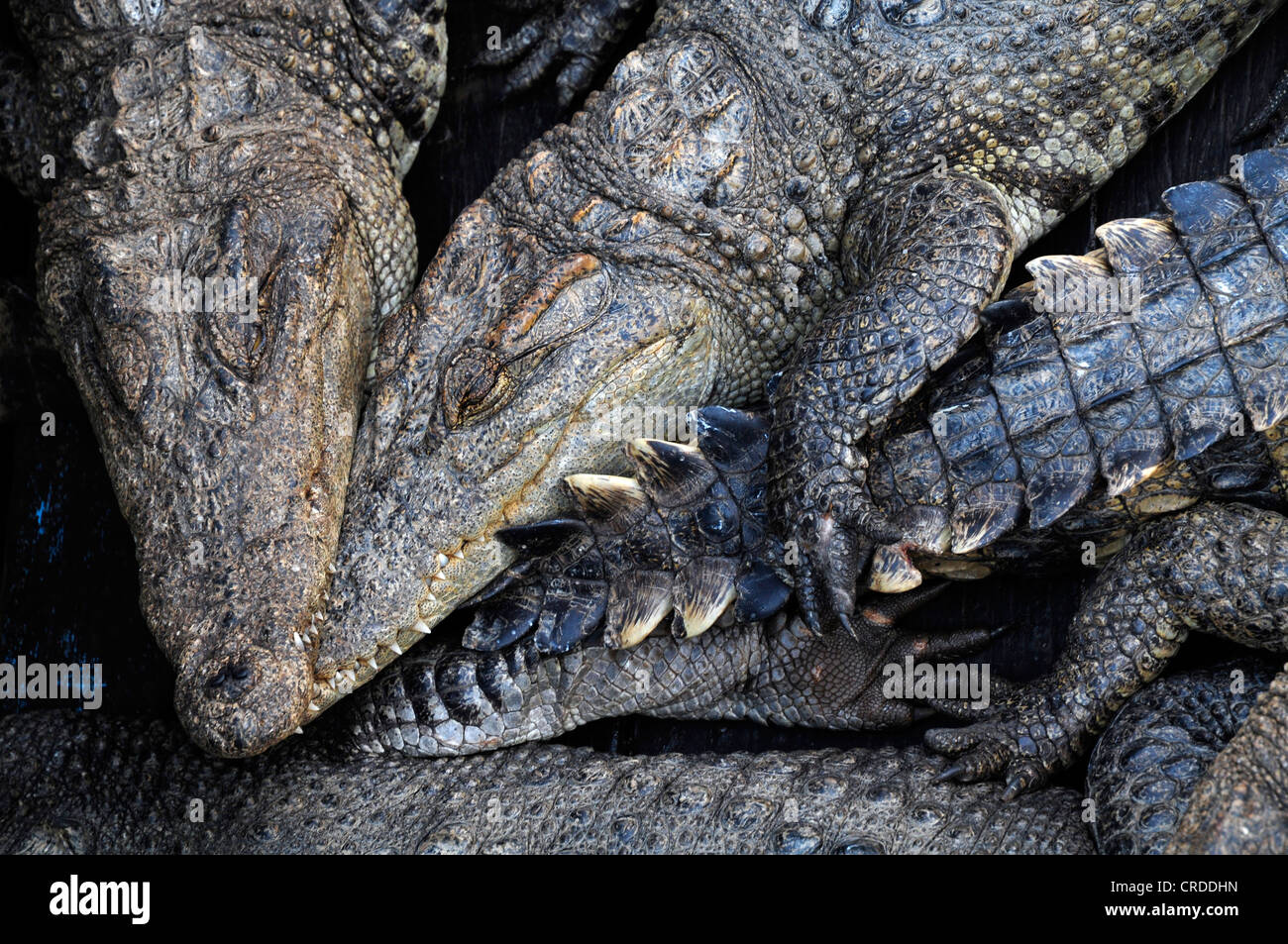 Coccodrilli (Crocodilia), l'allevamento in cattività, coccodrillo fattoria sul lago Tonle Sap, Siem Reap, Cambogia, Asia sud-orientale, Asia Foto Stock