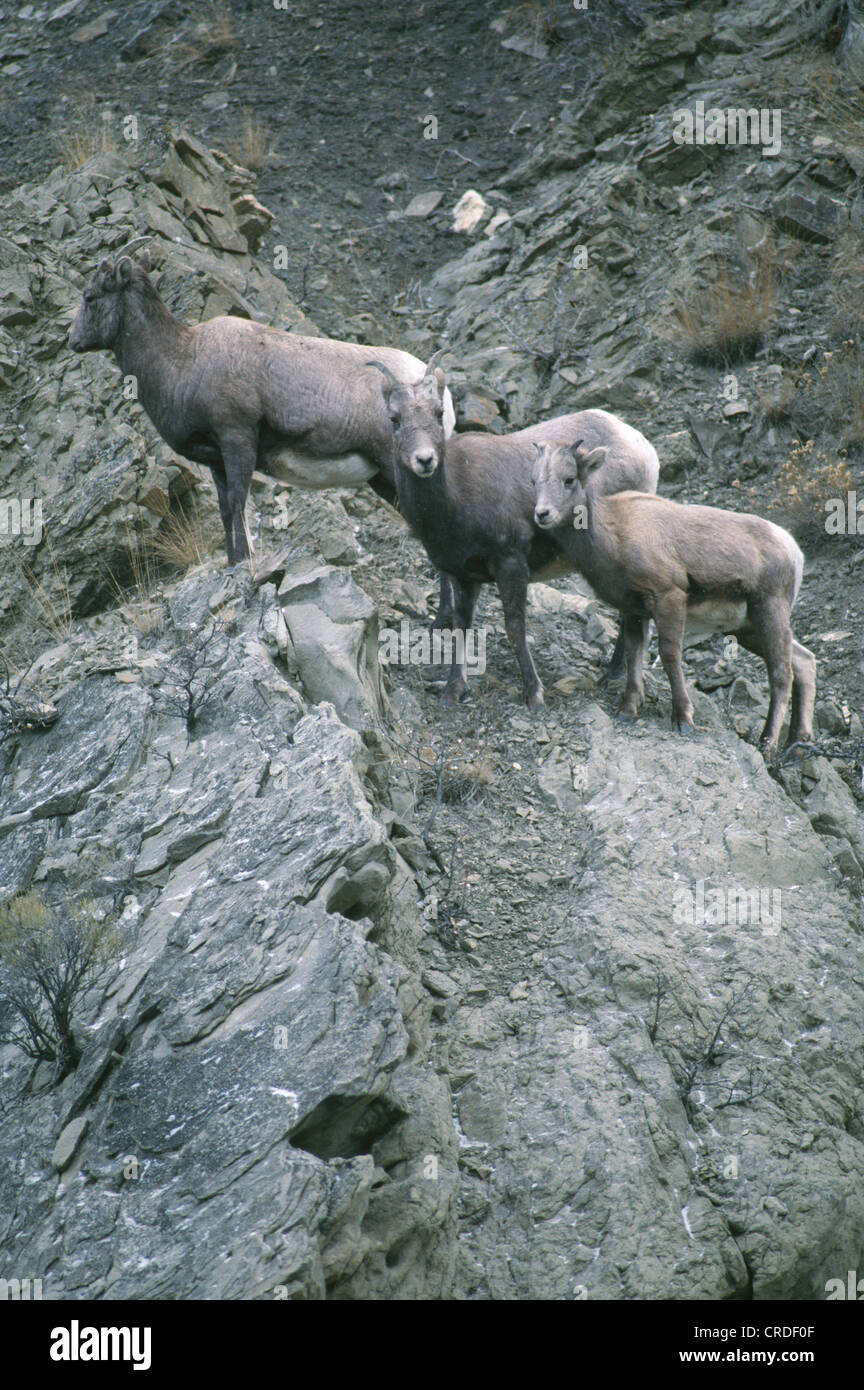 STONE ovini (pecore e agnelli sulla battuta di montagna) (ovis dalli) / MUNCHO Lake Provincial Park British Columbia Foto Stock