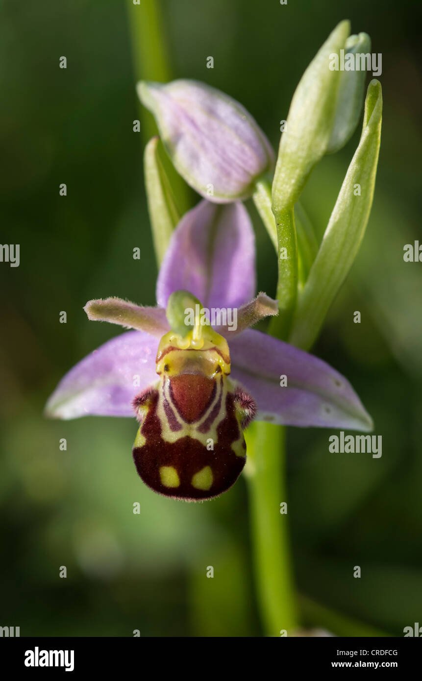 Bee orchid, Clattinger Farm, Wiltshire, Inghilterra, Regno Unito. Foto Stock