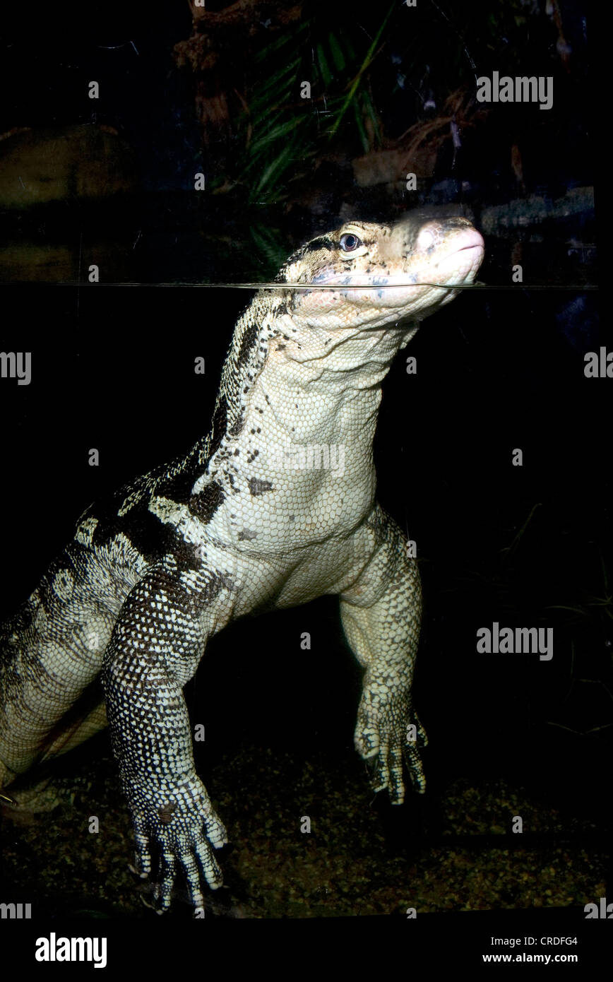 Varani, monitor (Varanidae), un grande lizard (Varanus spec.) Prendendo un bagno Foto Stock