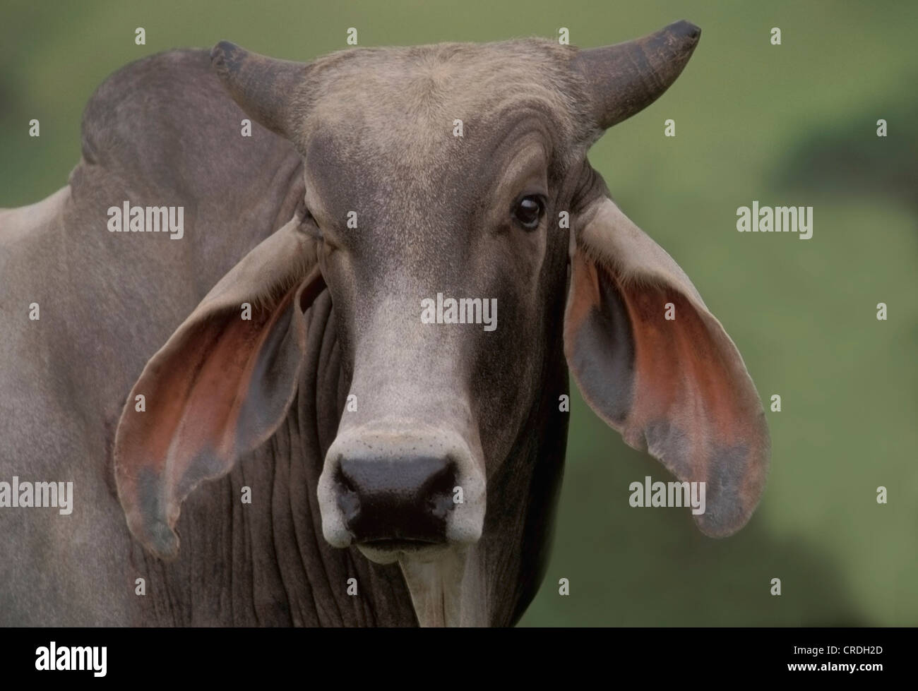 Brahman tori sono noti per un distintivo gobba e lunghe orecchie floppy,  Costa Rica. America centrale Foto stock - Alamy