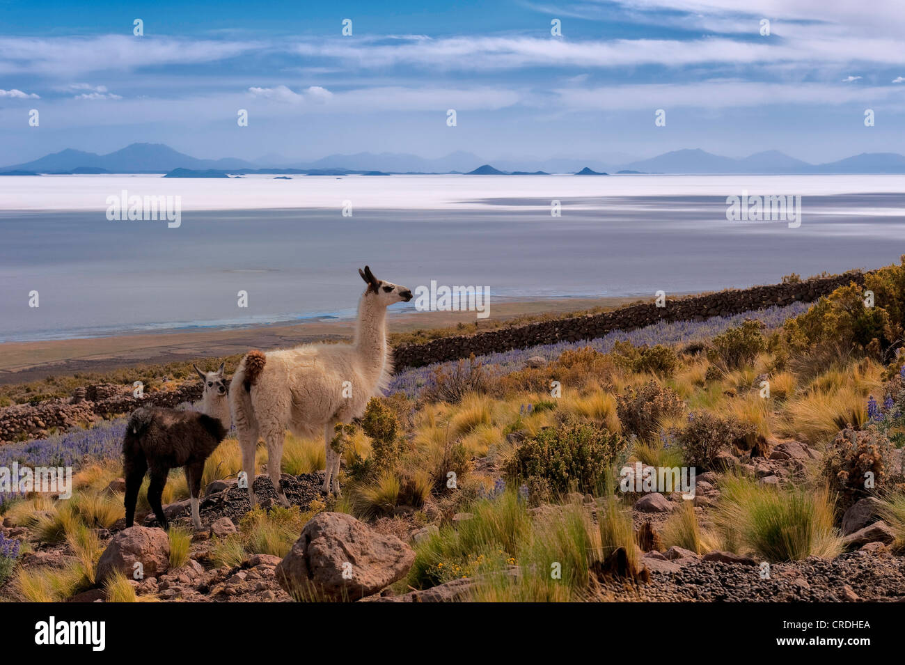 Llama (Llama) con i giovani sul prato di montagna, Salar de Uyuni, Uyuni, Bolivia, Sud America Foto Stock