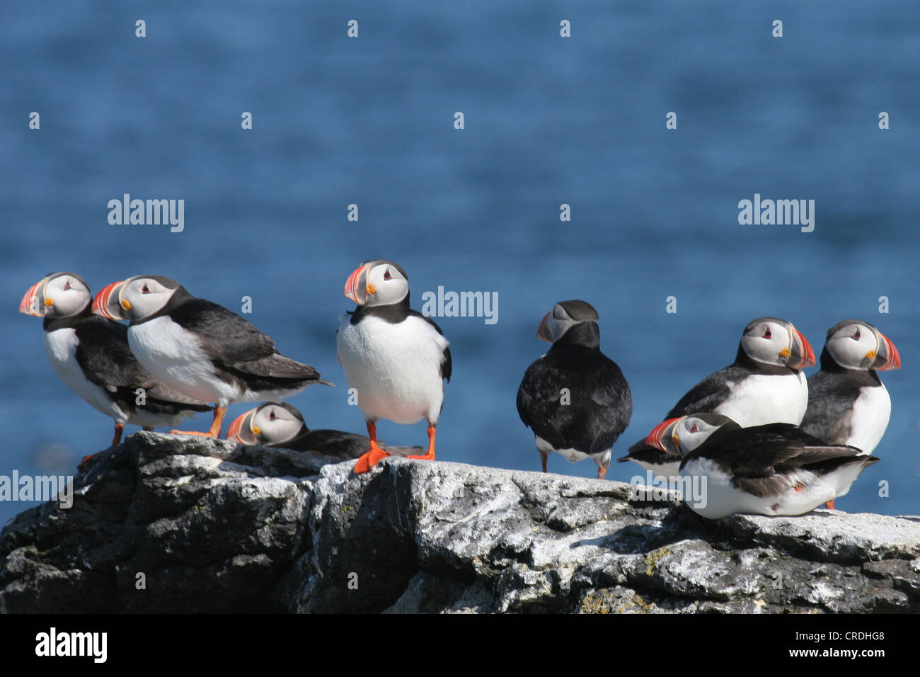 Atlantic i puffini stand sulle rocce in riva al mare Foto Stock