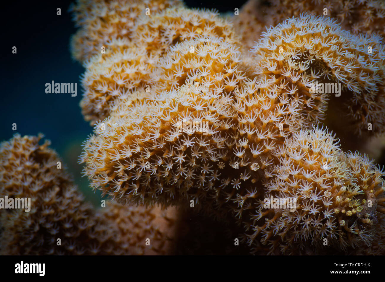 Corallo - coralli - Anthozoa - Cnidaria - la fauna Foto Stock