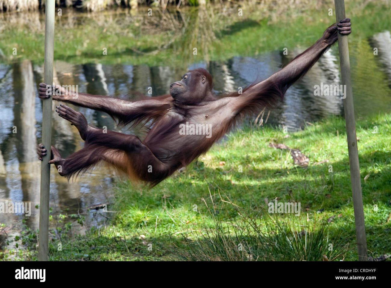 Bornean orangutan (Pongo pygmaeus pygmaeus), salendo a Monkey bar, Paesi Bassi, Apenheul, Apeldorn Foto Stock