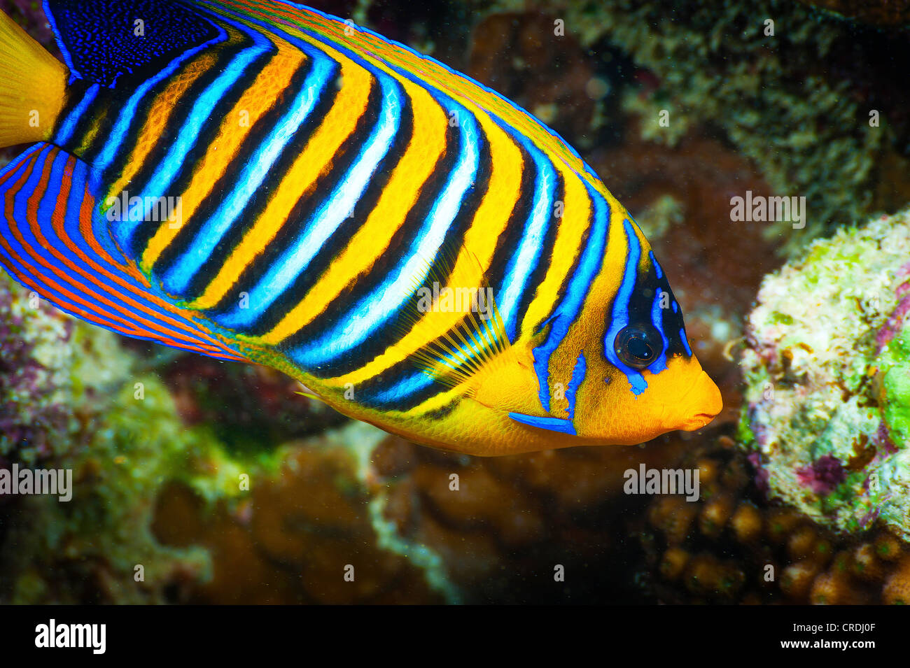 Royal angelfish (Pygoplites diacanthus) - Angelfishes (Pomacanthidae) - Perchlike pesci (Perciformes) - ray-alettato di pesci Foto Stock