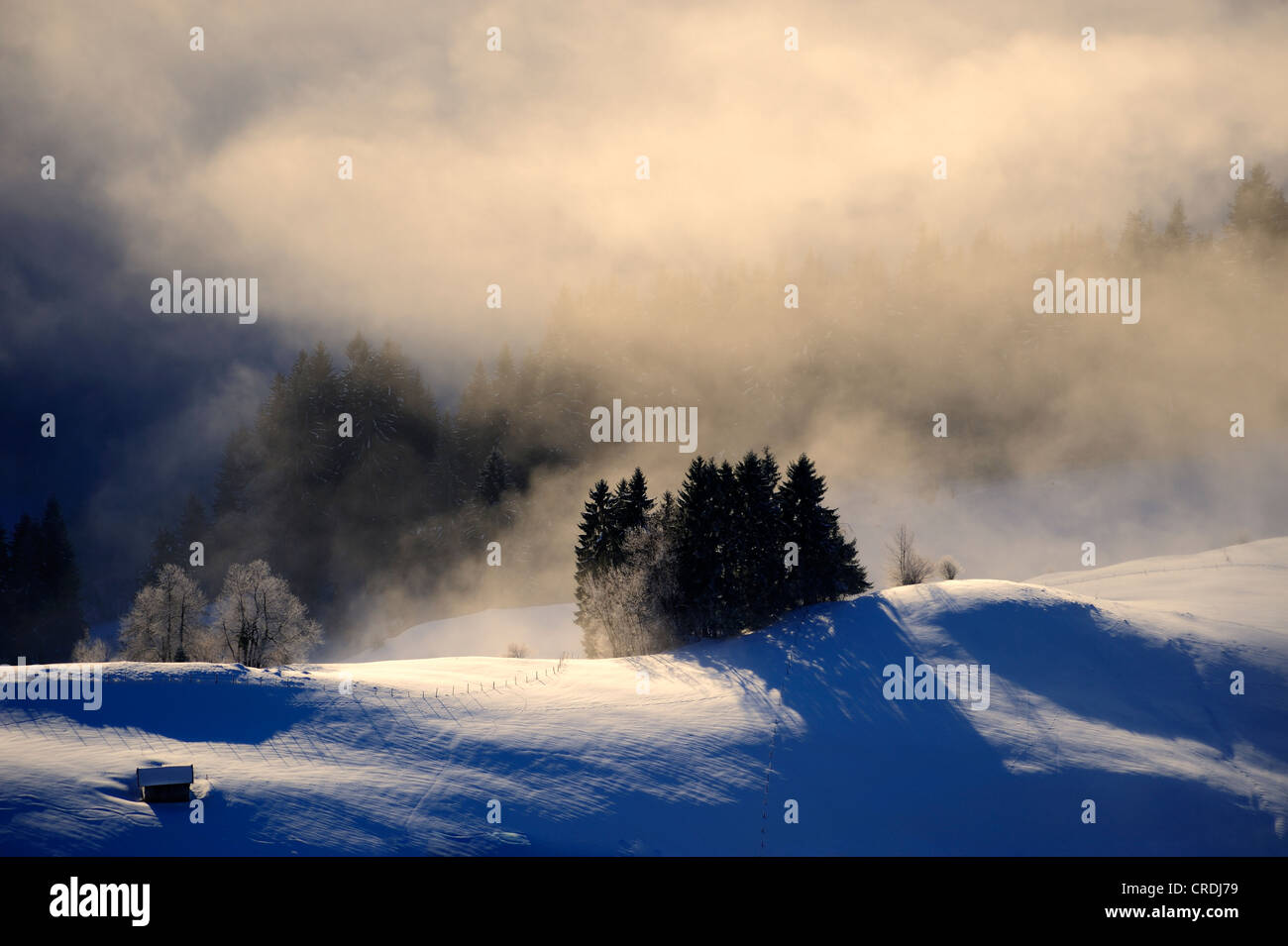 Aleggia di nebbia al di sopra di un prato di montagna, a Sonthofen, Allgaeu, Baviera, Germania, Europa Foto Stock